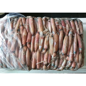frozen Whole Calamari 13-15kg /balok