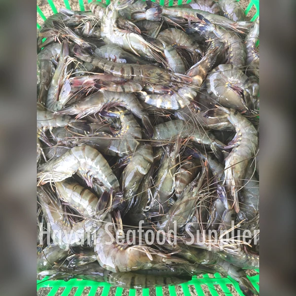 Large Fresh Tiger Pancet Shrimp 500 Gram