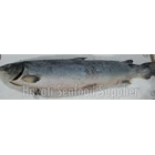 Ikan Salmon Frozen Segar Kiloan 2
