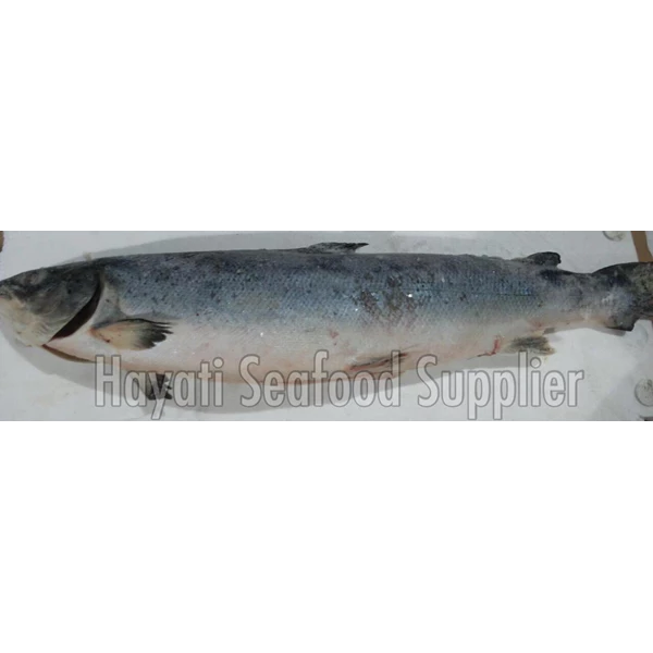 Ikan Salmon Frozen Segar Kiloan