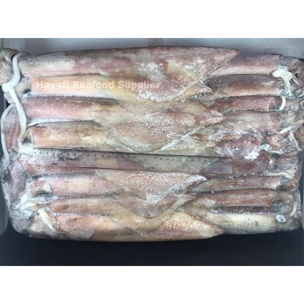 frozen squid whole 20-25 kg per cartoon